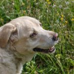 How Age Affects Your Pet’s Nutrition: Best Foods for Puppies, Adults, and Seniors