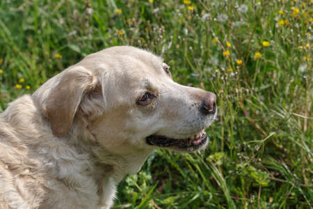 How Age Affects Your Pet’s Nutrition: Best Foods for Puppies, Adults, and Seniors
