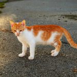 Emergency Preparedness for Pet Owners: Making Your Home Safe in Case of Fire, Floods, or Earthquakes