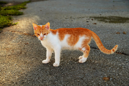 Emergency Preparedness for Pet Owners: Making Your Home Safe in Case of Fire, Floods, or Earthquakes