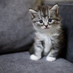 Feline Panleukopenia Virus: Why This Deadly Disease Requires Vaccination