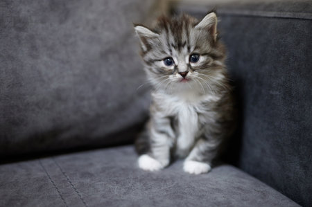 Feline Panleukopenia Virus: Why This Deadly Disease Requires Vaccination