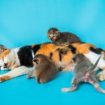 Do Cats Need Haircuts? Understanding When and Why Grooming May Be Necessary