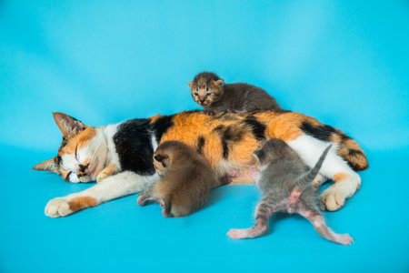 Do Cats Need Haircuts? Understanding When and Why Grooming May Be Necessary