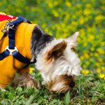 Home First Aid for Small Pets: What Every Pet Owner Should Know