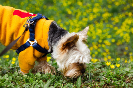 Home First Aid for Small Pets: What Every Pet Owner Should Know