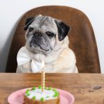 The Emotional Significance of Celebrating Your Pet’s Birthday