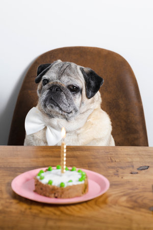 The Emotional Significance of Celebrating Your Pet’s Birthday