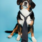 Feeding Challenges in Exotic Pets: How to Encourage Healthy Eating Habits