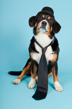 Feeding Challenges in Exotic Pets: How to Encourage Healthy Eating Habits