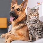 Pet-Proofing for Renters: Making Temporary Adjustments Without Damaging Property