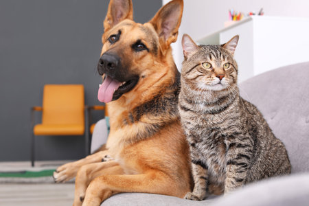 Pet-Proofing for Renters: Making Temporary Adjustments Without Damaging Property