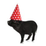 Pet Birthday Safety Tips: Ensuring a Fun and Stress-Free Celebration