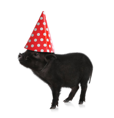 Pet Birthday Safety Tips: Ensuring a Fun and Stress-Free Celebration