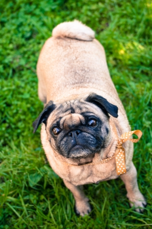 Understanding Dog Nutrition: What Every Pet Owner Should Know