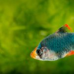 The Importance of UV Sterilizers in Preventing Aquarium Fish Diseases
