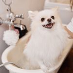 Cat Dental Care 101: How to Keep Your Feline’s Teeth Clean and Healthy