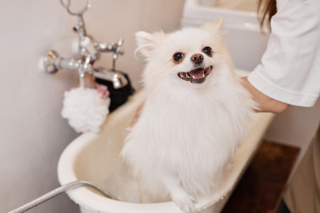 Cat Dental Care 101: How to Keep Your Feline’s Teeth Clean and Healthy