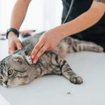 Grooming Long-Haired vs. Short-Haired Cats: Key Differences and Tips