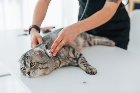 Grooming Long-Haired vs. Short-Haired Cats: Key Differences and Tips