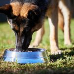Advanced Obedience Training: Taking Your Dog’s Skills to the Next Level