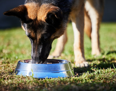Advanced Obedience Training: Taking Your Dog’s Skills to the Next Level