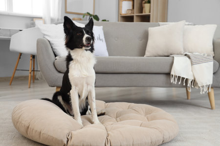 How to Protect Your Home from Pet Hair, Dander, and Other Messes