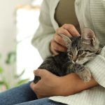 The Healing Power of Therapy Cats: What Makes Them So Special?