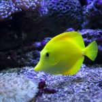 How to Prevent and Control Algae Growth in Your Aquarium