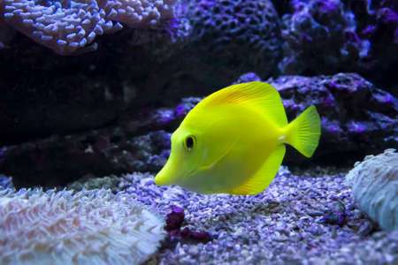 How to Prevent and Control Algae Growth in Your Aquarium