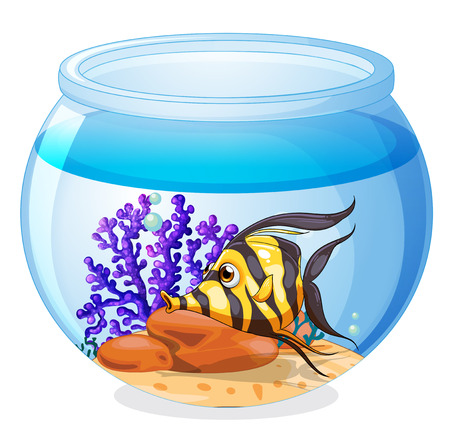 Breeding Fish in a Home Aquarium: Tips and Best Practices