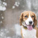 Understanding and Managing Dog Aggression: Common Triggers and Solutions