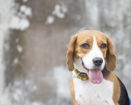 Understanding and Managing Dog Aggression: Common Triggers and Solutions