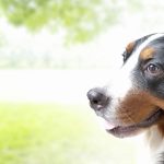 Training a Rescue or Previously Abused Bird: Rebuilding Trust and Security