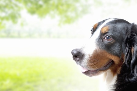Training a Rescue or Previously Abused Bird: Rebuilding Trust and Security