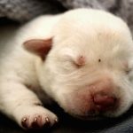 Indoor vs. Outdoor Sleeping: What’s Best for Your Dog?