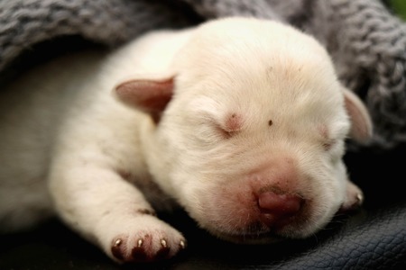 Indoor vs. Outdoor Sleeping: What’s Best for Your Dog?
