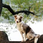 The Importance of Temperature Regulation in Exotic Pet Care