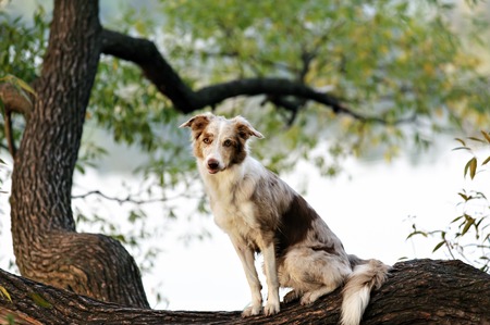 The Importance of Temperature Regulation in Exotic Pet Care