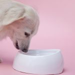 Crate Training Your Dog: Benefits, Process, and Common Mistakes to Avoid