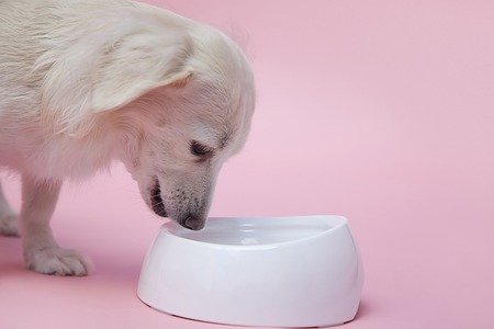 Crate Training Your Dog: Benefits, Process, and Common Mistakes to Avoid