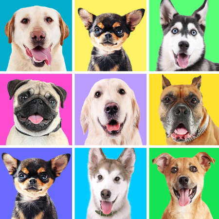 Recognizing Signs of Pain in Your Dog and How to Help