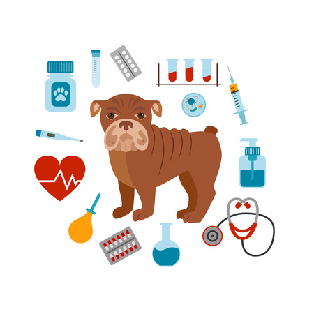 Risks and Benefits of Vaccinating Senior Pets