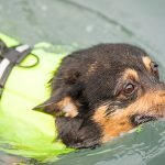 The Role of Water Features in Exotic Pet Enclosures: Benefits and Risks