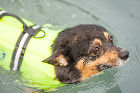 The Role of Water Features in Exotic Pet Enclosures: Benefits and Risks