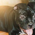 Interactive Play Ideas for Small Pets: Strengthening Your Bond Through Activity