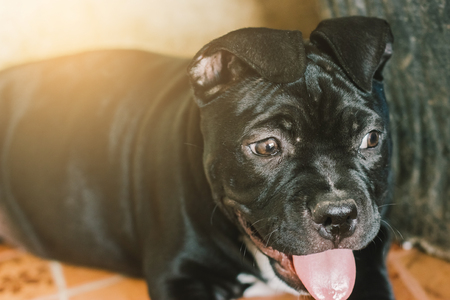 Interactive Play Ideas for Small Pets: Strengthening Your Bond Through Activity