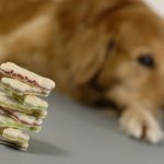 Coping with Chronic Pain in Aging Pets: Therapies, Medications, and Alternative Treatments