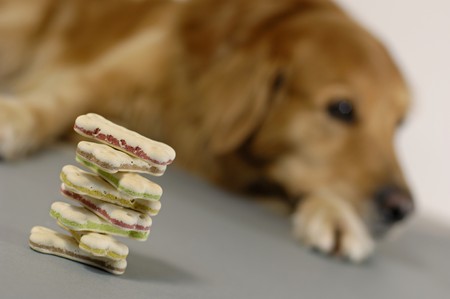 Coping with Chronic Pain in Aging Pets: Therapies, Medications, and Alternative Treatments