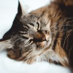 The Psychological Benefits of Owning an Emotional Support Animal